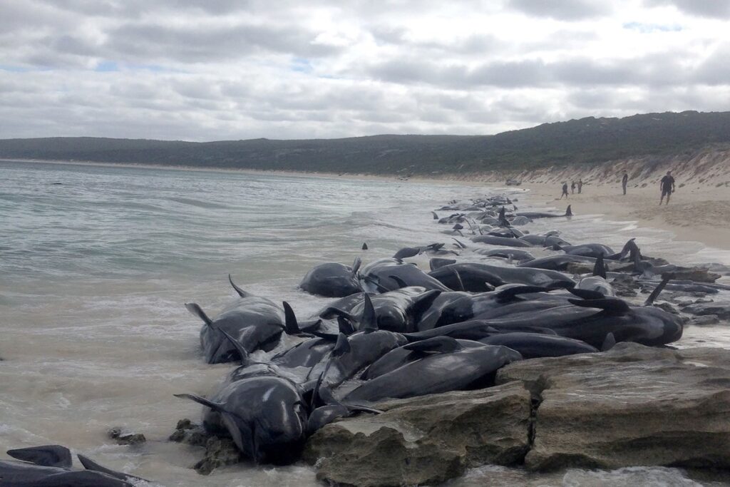 Varamientos masivos de delfines en la Patagonia