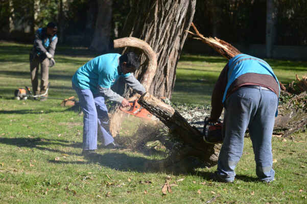 La Municipalidad trabaja sobre el arbolado en situación de riesgo para prevenir caídas y despejar luminarias, cámaras y semáforos