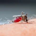Ante las lluvias asociadas al Niño, el Municipio insta a reforzar las medidas de prevención del dengue
