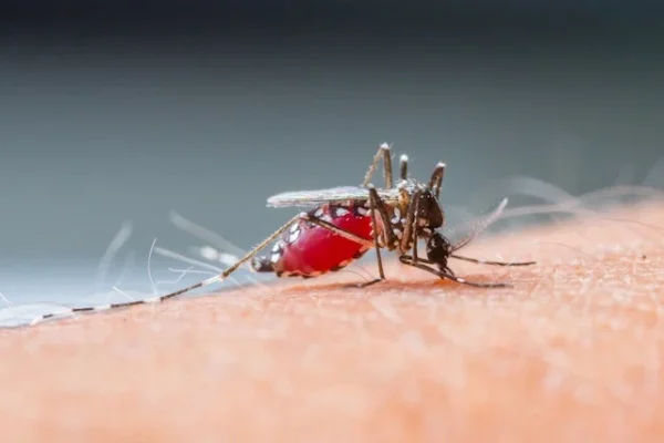 Ante las lluvias asociadas al Niño, el Municipio insta a reforzar las medidas de prevención del dengue